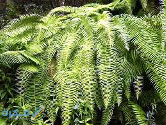 شرح خطوات تكاثر نبات الفوجير وطرق العناية به 1 التكاثر اللاجنسي للفوجيرا