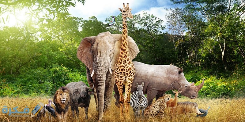اسماء بيوت حيوانات 1 top 15 info about animal characteristics species