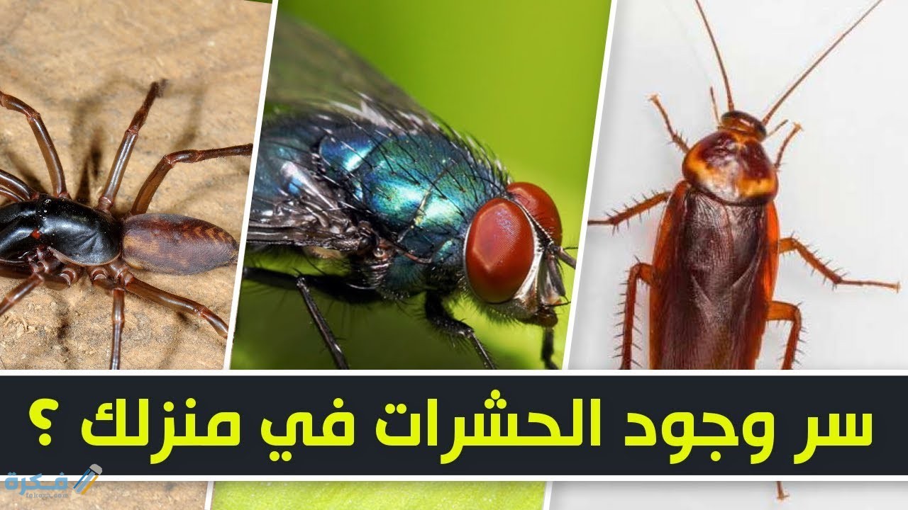 سبب وجود الحشرات في المنزل وشرح خطوات الوقاية منها 1 اضرار الحشرات في المنزل