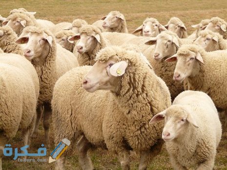 تفسير رؤية الغنم للعزباء او للمتزوجة او للحامل 1 رؤية قطيع الغنم في المنام