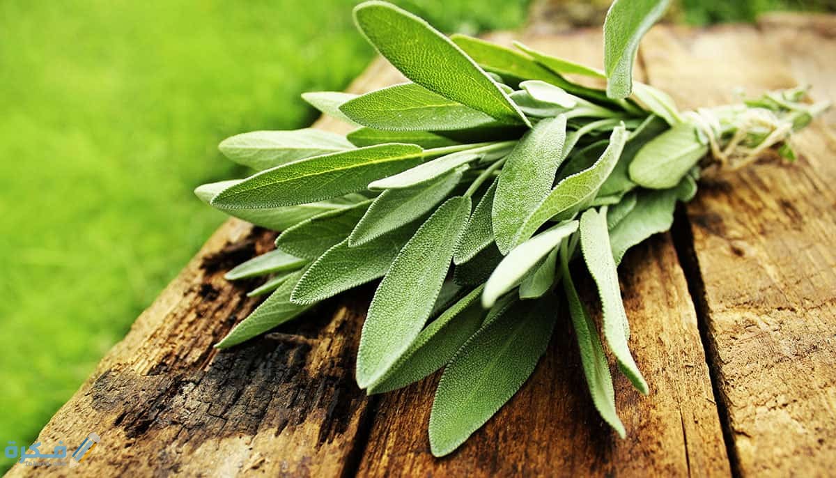تفسير رؤية الميرمية في المنام 1 الميرمية