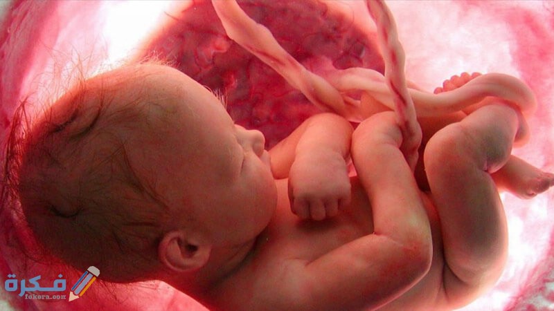 متى يبدأ الجنين يتغذى من أمه 1 17 development fetus fifth month