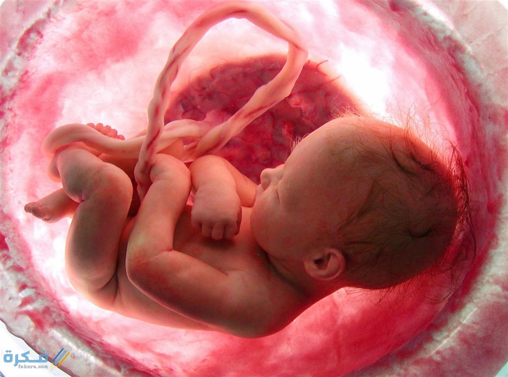 متى يبدأ الجنين بالحركة في بطن أمه 1 190302062044166 baby in womb png fearfully and wonderfully made psalm 139 dr ken baker 1964