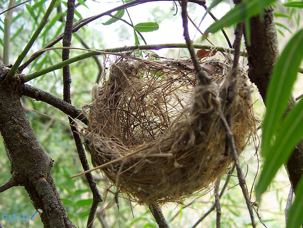 معلومات عن اعشاش الطيور 1 Basket style nest