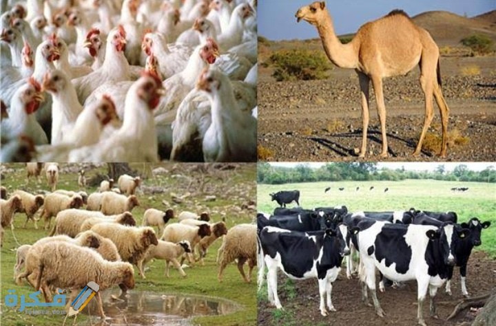 تعد الثروة الحيوانية من الموارد الاقتصادية المهمة في وطني باعتبارها مصدرا غذائيا صواب أو خطأ 1 تعد الثروة الحيوانية من الموارد الاقتصادية المهمة في وطني باعتبارها مصدرا غذائيا صواب أو خطأ