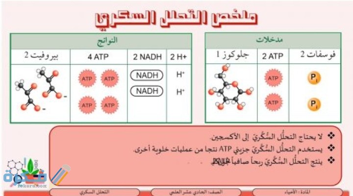 فسر لماذا يكون الناتج النهائي من الطاقة في عملية التحلل السكري 1 فسر لماذا يكون الناتج النهائي من الطاقة في عملية التحلل السكري