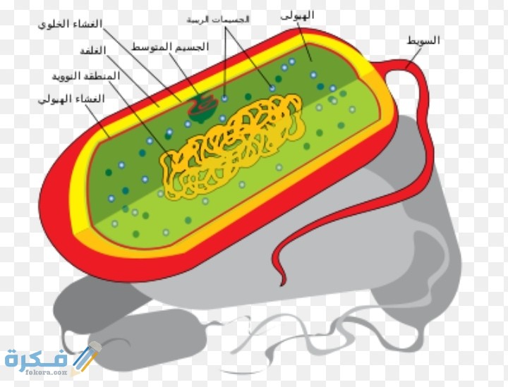 نظرية الخلية تتلخص في ثلاثة أفكار رئيسية اذكرها 1 نظرية الخلية تتلخص في ثلاثة أفكار رئيسية اذكرها