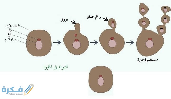 الاختلاف بين التبرعم والتجدد 1 الاختلاف بين التبرعم والتجدد