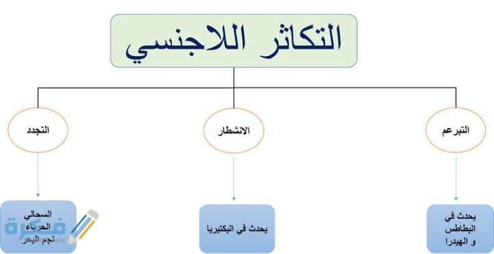 هي إحدى طرق التكاثر اللاجنسي التي يتم من خلالها إنتاج أفراد جديدين بنمو الفرد على جسم أحد الأبوين 1 IMG ٢٠٢١٠٣١٦ ٠٤٣١٥٠