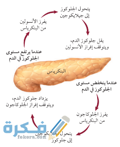 كيف يعمل نظام التغذية الراجعة السلبي 1 cfffd