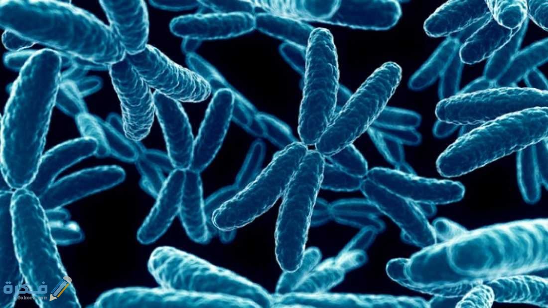 الخلايا الوحيدة التي تخلو من العضيات هي خلايا 1 extra large 1464383777 576 why is the x chromosome so odd traffic analogy helped us crack the mystery