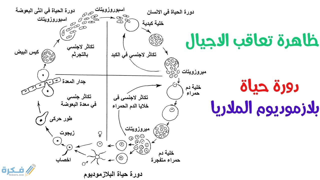 شرح ظاهرة تعاقب الأجيال 1 وظيفة المياه في دورة الحياة