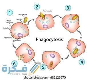 كيف تدخل دقائق الطعام الكبيرة إلى الأميبا 1 phagocytosis process which cell engulfs 260nw 682128670