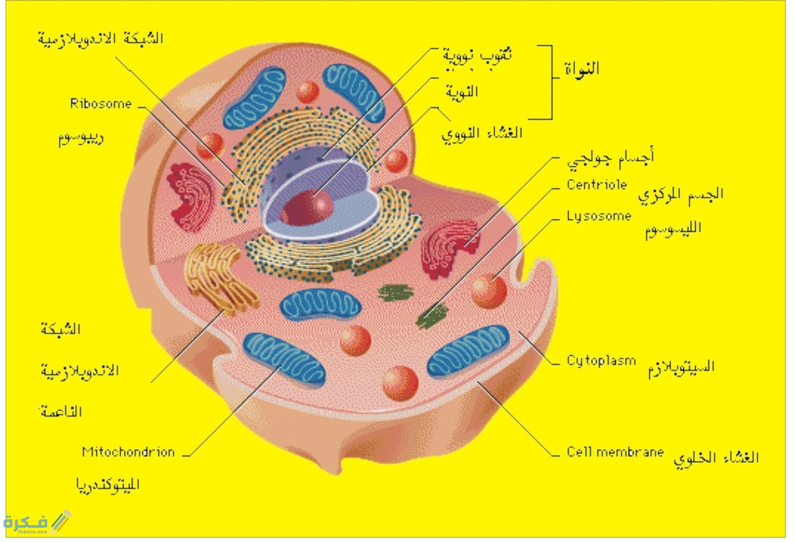 ما الذي يتحكم في مرور المواد من الخلية وإليها 1