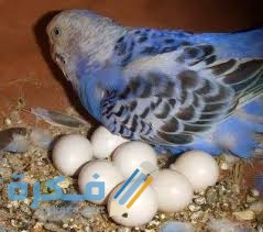 تفسير رؤية بيض العصافير في المنام 1 10 1