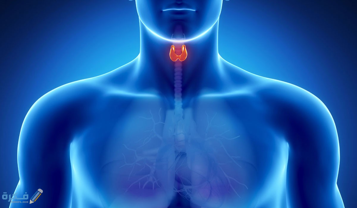 اسعار تحليل الغدة الدرقية 1 اسعار تحليل الغدة الدرقية