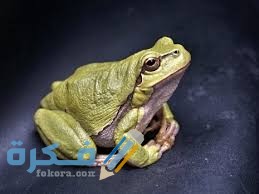 تفسير رؤية الضفدع الكبير في المنام 1 images 87