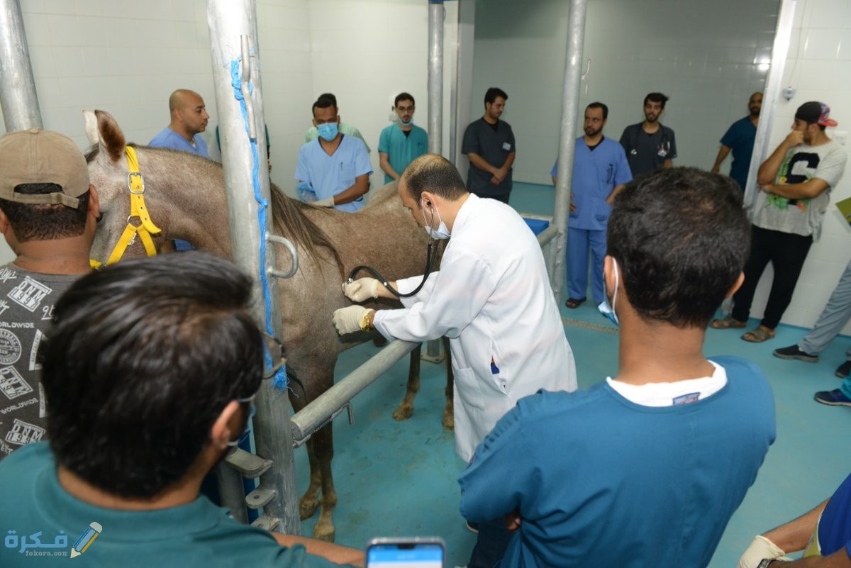 مجالات العمل المتاحه لخريجى طب بيطرى 1 مهارات اساسية يجب توافرها بالطبيب البيطرى