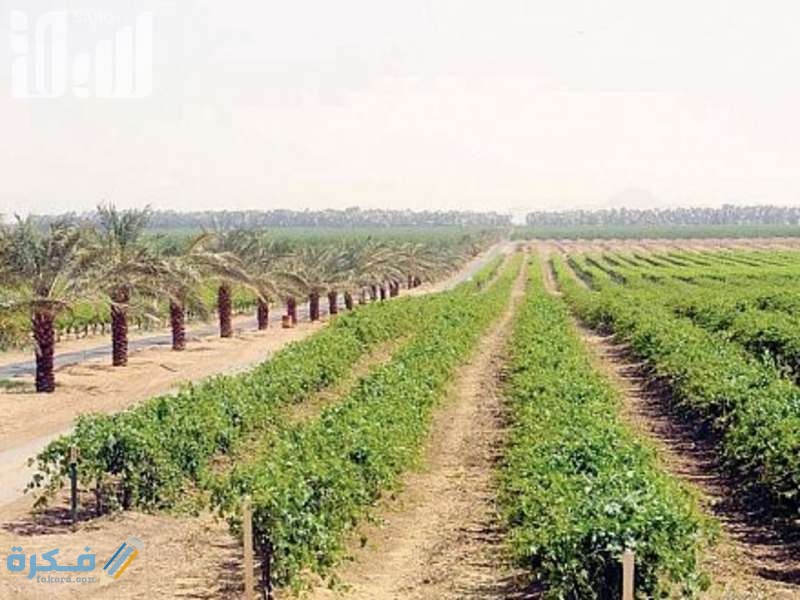 متى ينزل دعم ريف 1446 وشروطه 1 1572