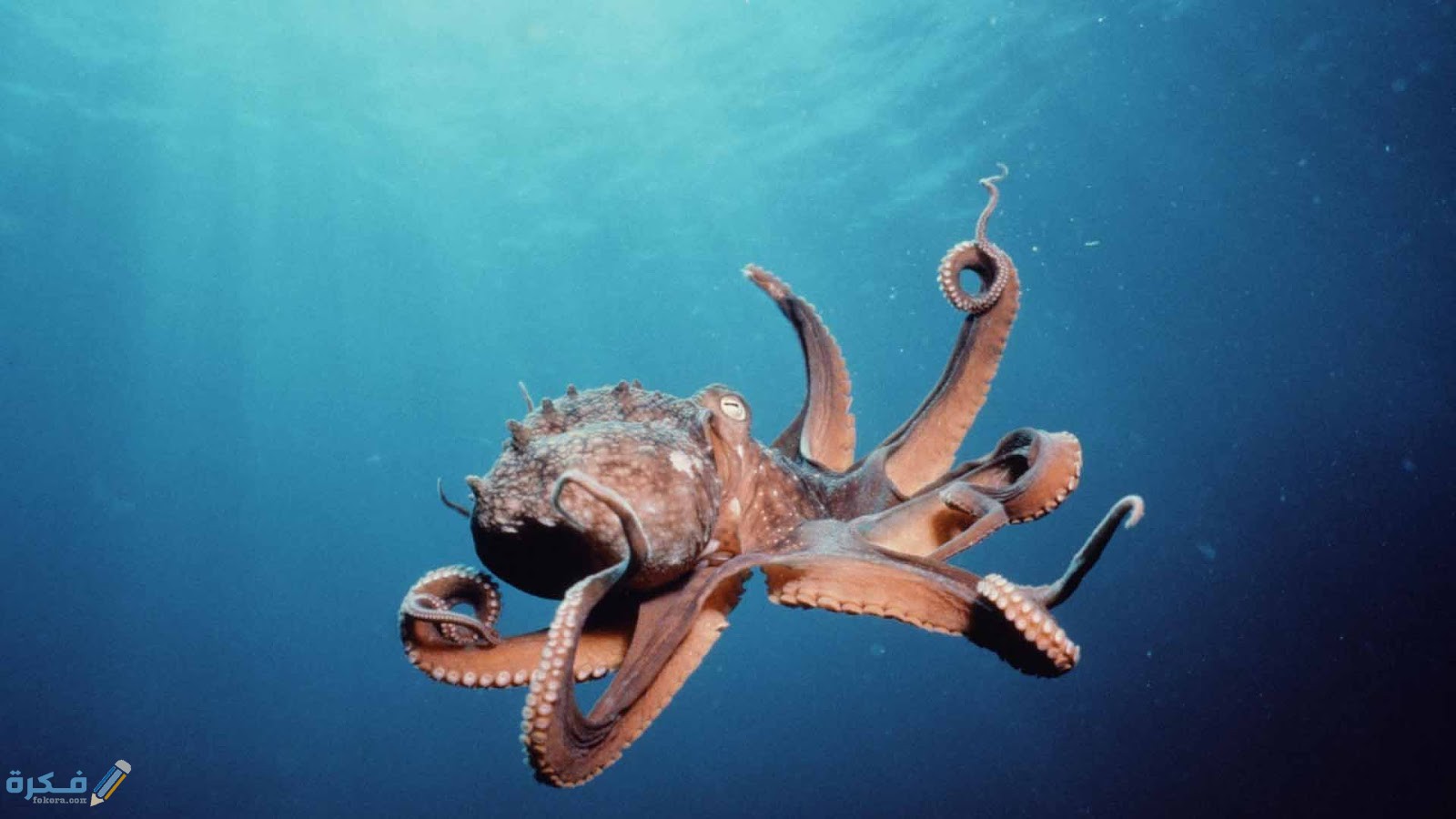 كم عدد قلوب الاخطبوط 1 9 96026 funny octopus memes