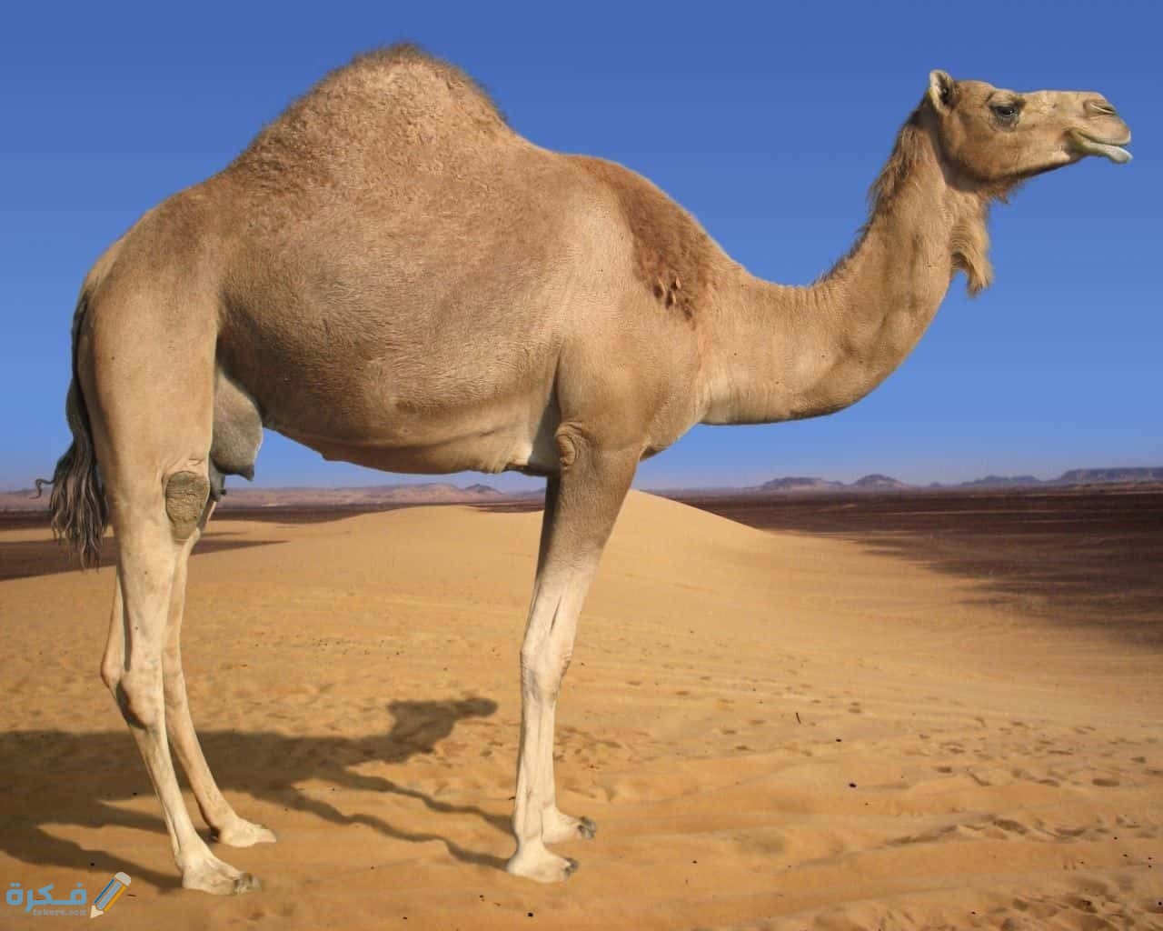 كم مده حمل الجمل 1 معلومات عن الجمل