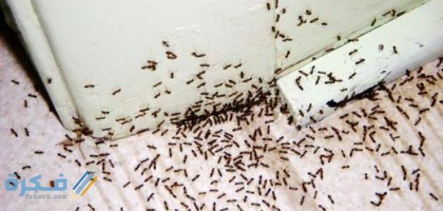 شرح خطوات علاج النمل الاسود الصغير من البيت 1 F7E50585 DEA7 4995 843A 7932010B2422