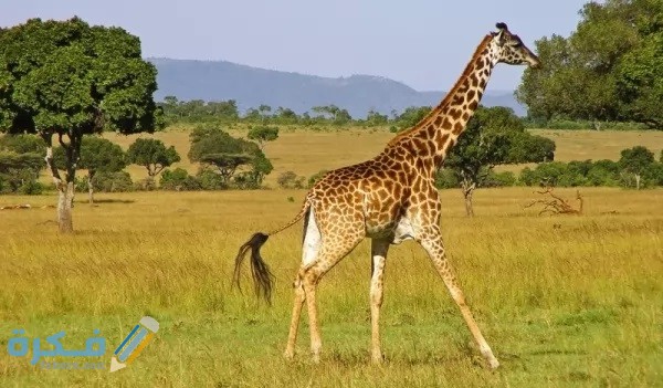 كم عدد قلوب الزرافة 1 giraffe facts 673 3 1511907071