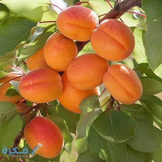 تفسير حلم رؤية المشمش في المنام بالتفصيل 1 images 2021 06 29T121422.951