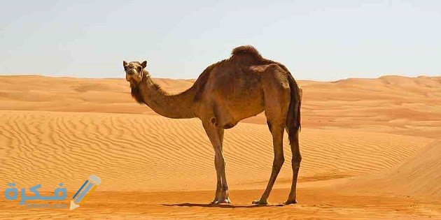 كم عدد قلوب الجمل 1