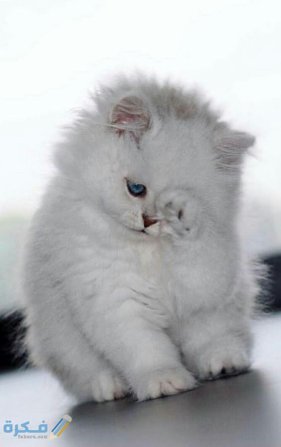 صور قطط حزينة بتعيط أجمل خلفيات Sad cats 2025 1 1C30D8B7 11DD 4AEA 81A0 968B483A0450