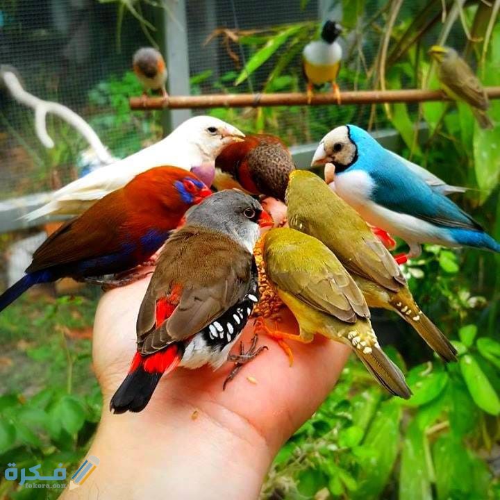 40+ صور طيور طبيعية HD أجمل خلفيات للطيور 2025 1 5A1C282C E98E 4D2C BAF2 9139C85CB7D0