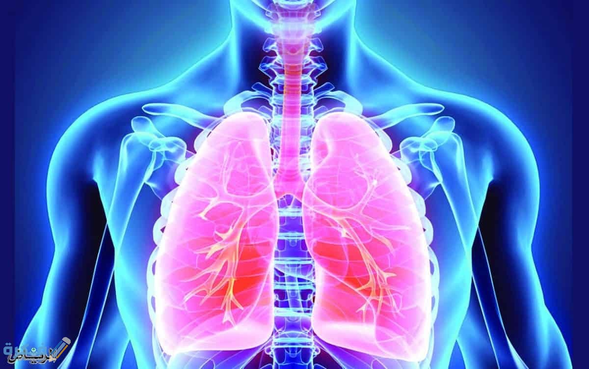 أهم 10 معلومات حول عمل الجهاز التنفسي 1 مسئولية الجهاز التنفسي
