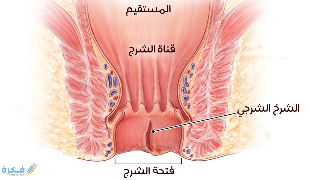 علاج سريع المفعول للشرخ : اهم 5 طرق فعالة 1 شرخ المستقيم بالاعشاب