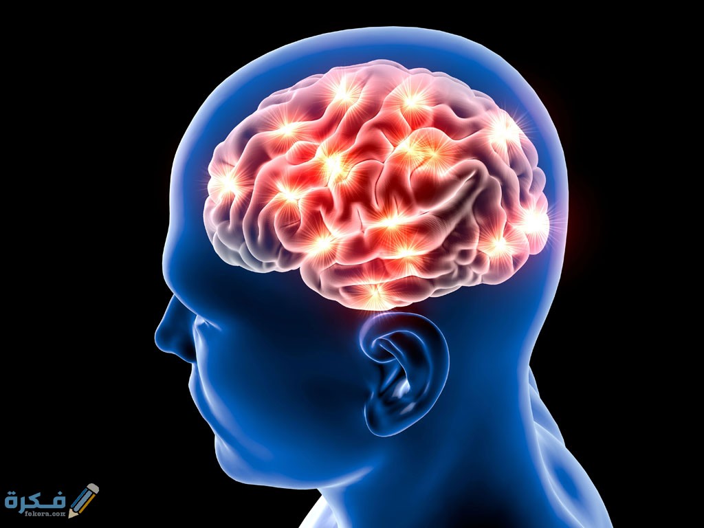 الفرق بين المخ والعقل 1 الفرق بين المخ والعقل