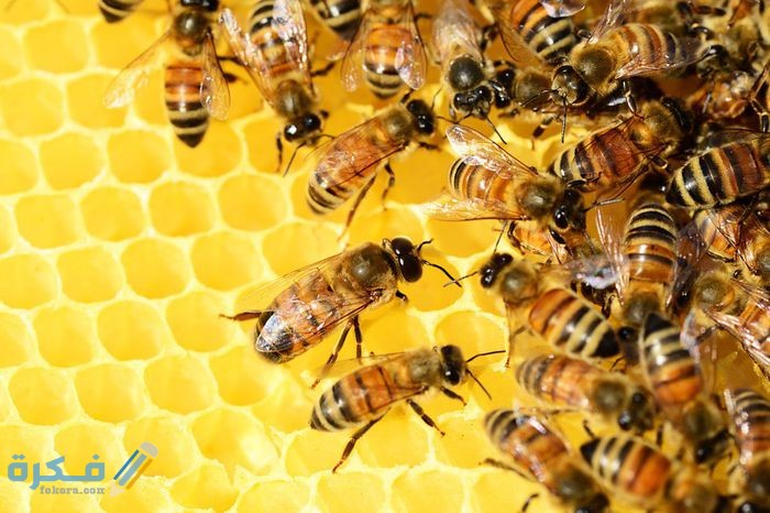 على ماذا يدل دخول النحل للبيت 1 على ماذا يدل دخول النحل للبيت