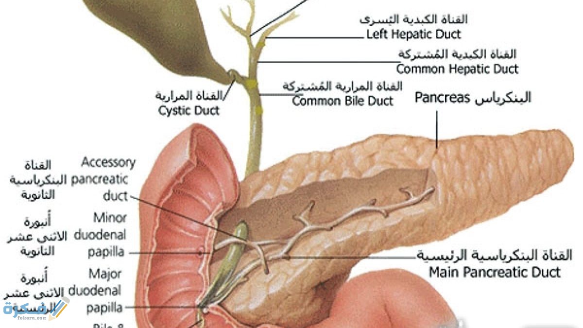 ما وظيفة البنكرياس 1 وظيفة البنكرياس