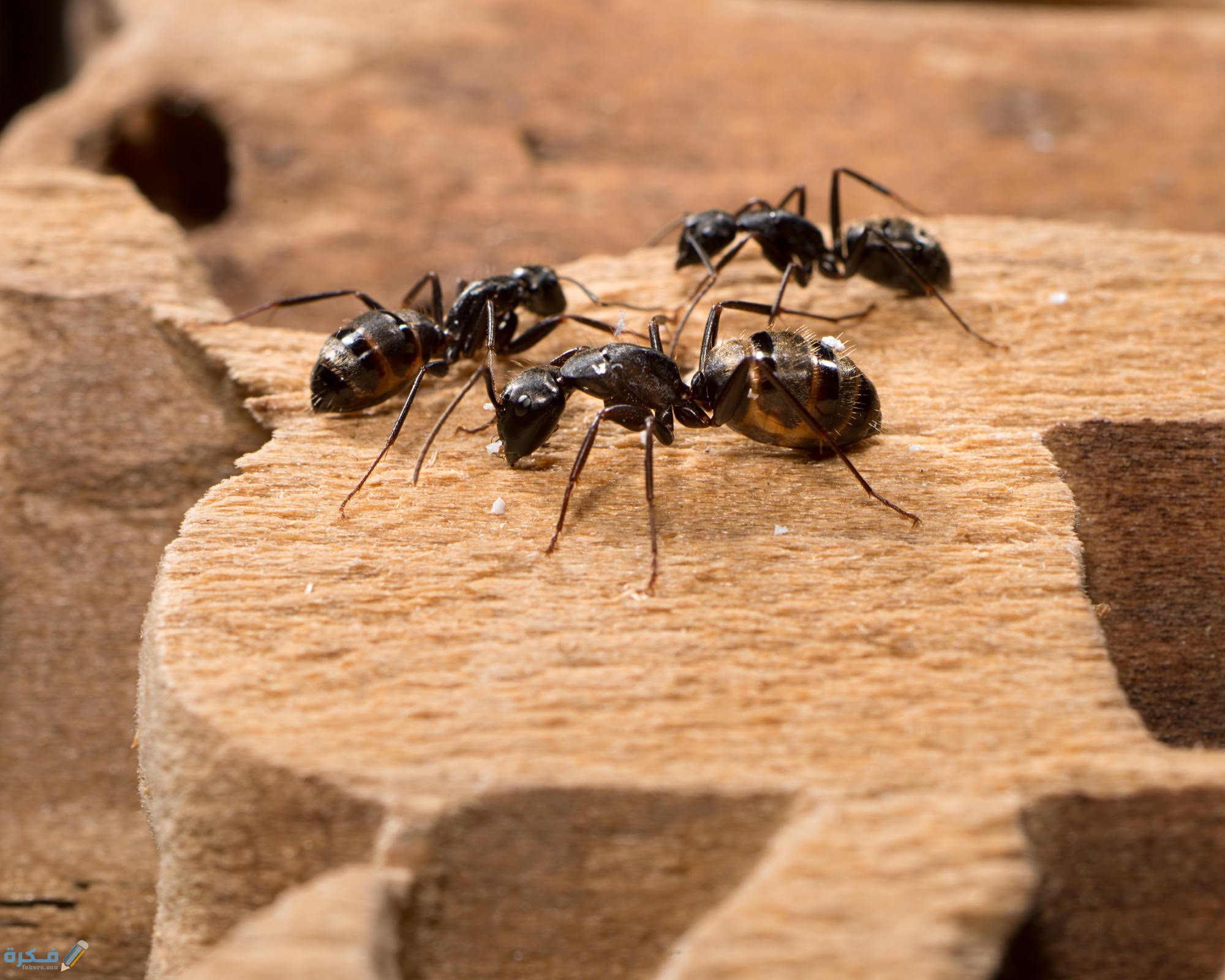 النمل في المنام على ماذا يدل 1 advantagepestcontrol spring visits from carpenter ants