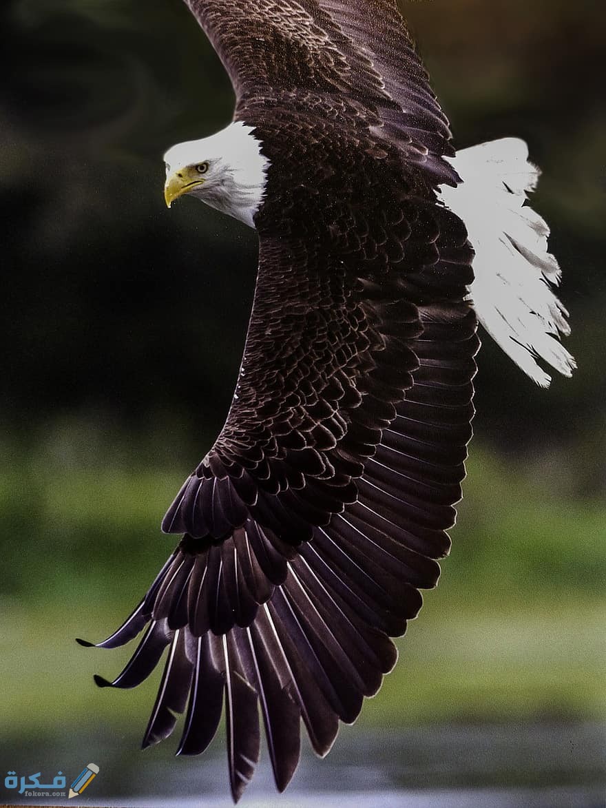 الجناح في المنام على ماذا يدل 1 bald eagle king of the air bird predator feathered symbol prey wing nature