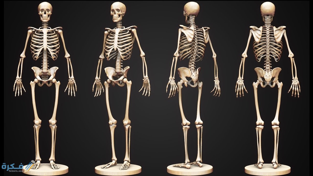 كم عدد أعضاء جسم الانسان 1 خلايا المخ