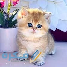 أجمل 100 من اسماء قطط اناث مضحكة 2025 1 images 2021 08 10T115734.779