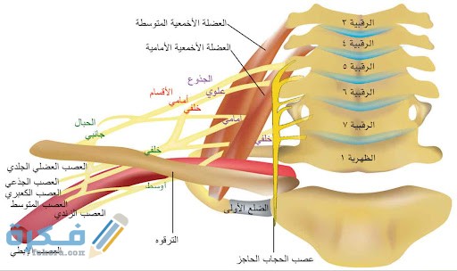 أين تقع الكعبرة في جسم الإنسان 1 علاج الكعبرة