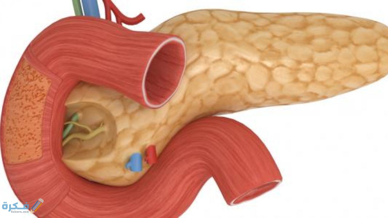 أين تقع جزر لانجر هانز ومن الذي أكتشفها 1 اين-تقع-جزر-لانجرهانز