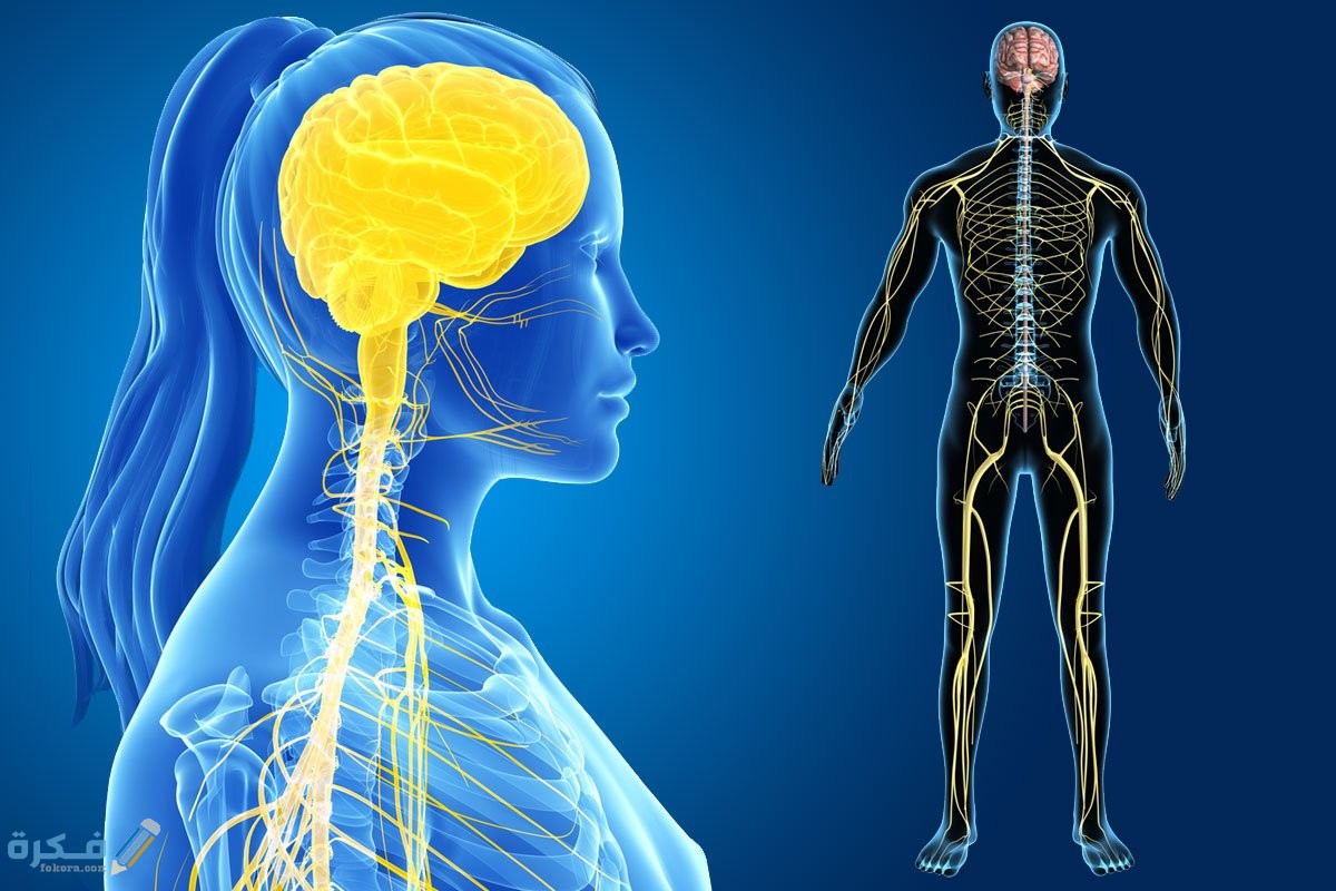 تعريف ومكونات الجهاز العصبي 1 جسم الإنسان وأعضائه
