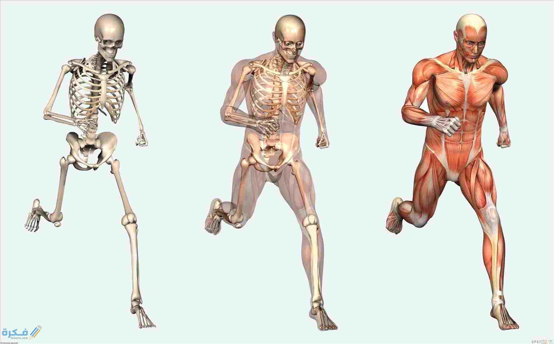 مقال علمي عن الجهاز العظمي 1 معلومات هامة عن الجهاز العظمي