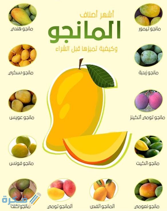 اسماء انواع المانجو المصري بالصور 1 9227A40D 9EFB 40D0 9DBF 3797D72E4AF9