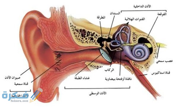 اسماء اجزاء الاذن 1 F3F482F9 B52F 406B BD1F C26ACE565A72