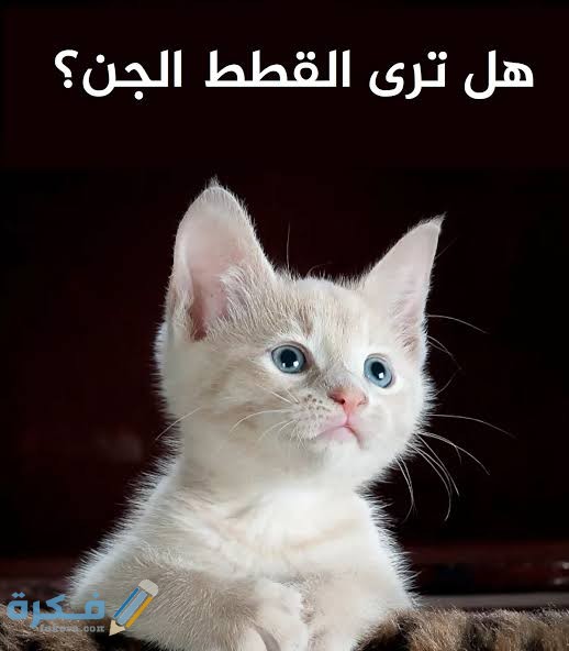 هل ترى القطط الجن 1 images 2021 09 12T080925.964