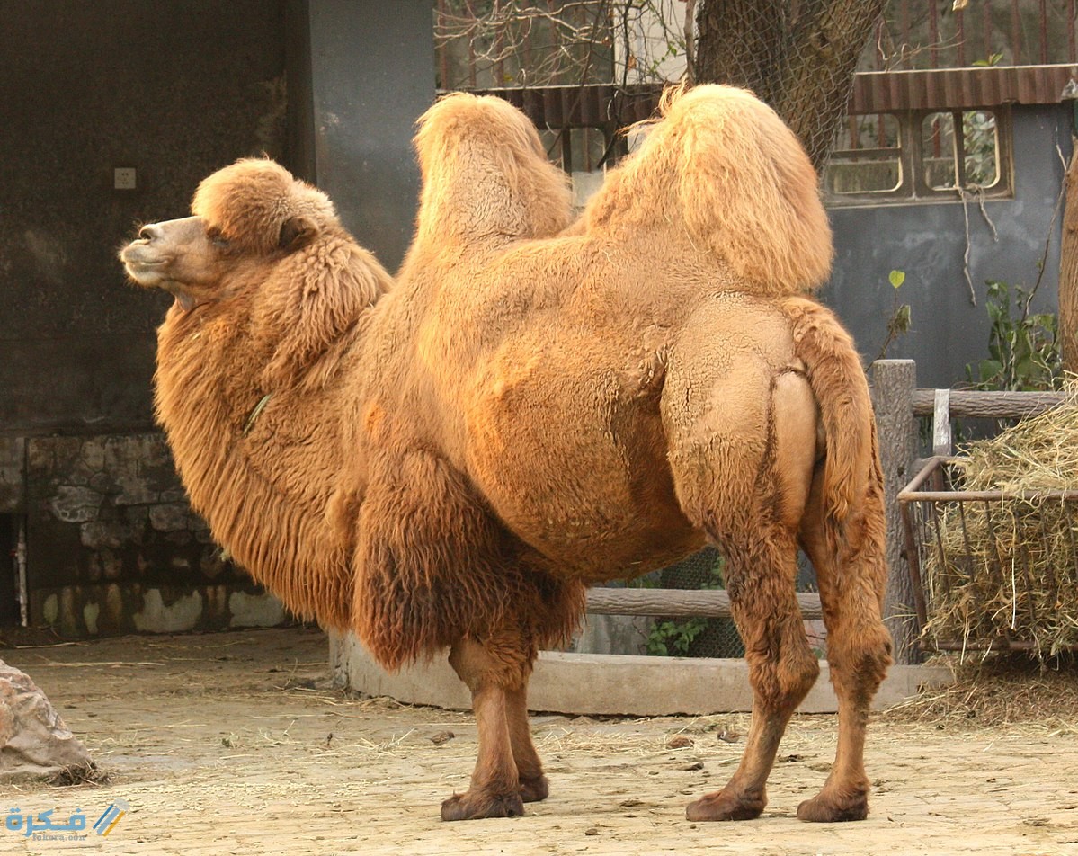 هَلْ لحم الجمل ينقض الوضوء هَلْ لحم الجمل ينقض الوضوء