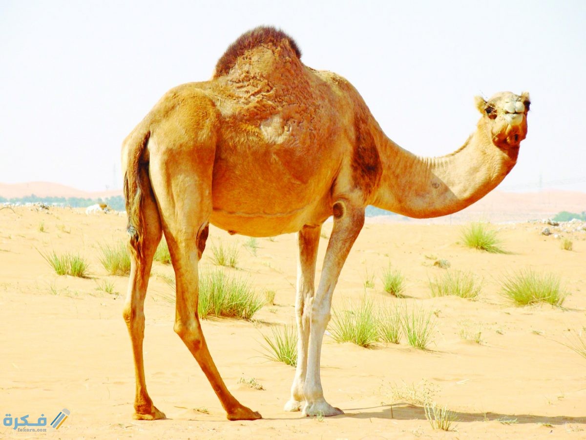 هل لحم الجمل ينقض الوضوء 1 لماذا لحم الإبل ينقض الوضوء