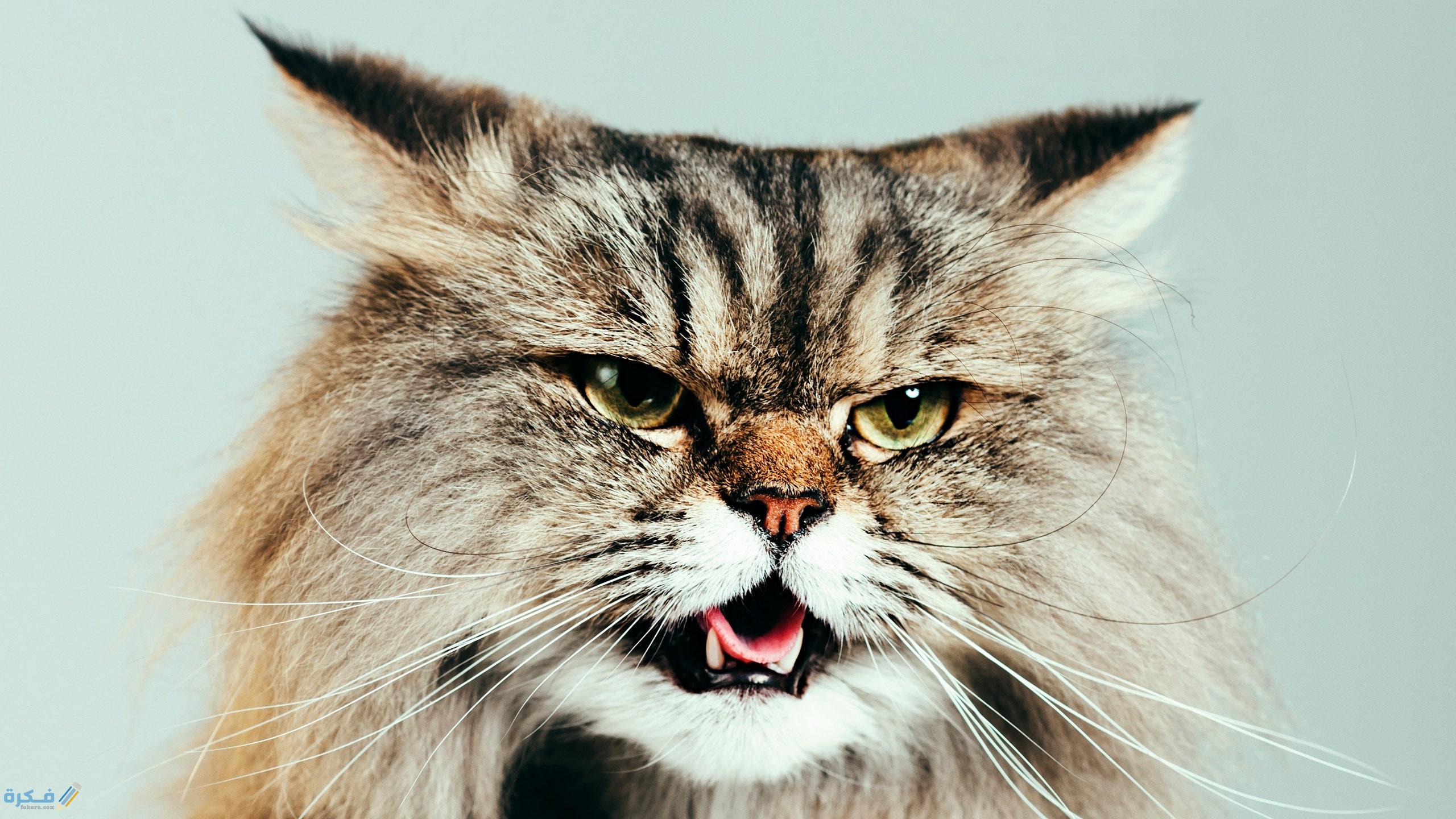 الصرع عند القطط العلاج والاسباب 1 1521 WIRED Cat